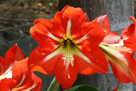 amaryllis,Gran Canaria,Spainの写真素材