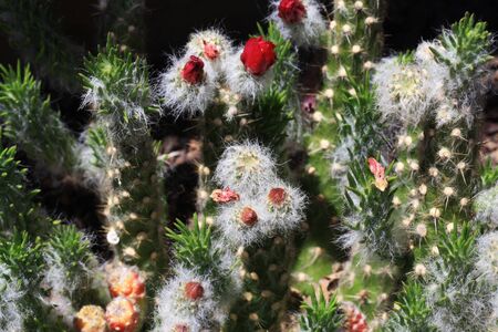 cactus austrocylindropuntia vestita,Gran Canaria,Spainの写真素材