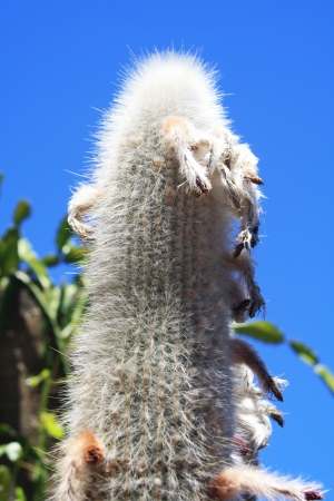 cactus cleistocactus strausii,Gran Canaria,Spainの写真素材