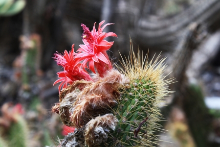 cactus cleistocactus icosagonus,Gran Canaria,Spainの写真素材