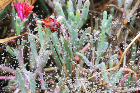 mesembryanthemum croceum,Gran Canaria,Spainの写真素材