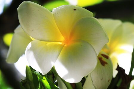 plumeria alba,Gran Canaria,Spainの写真素材