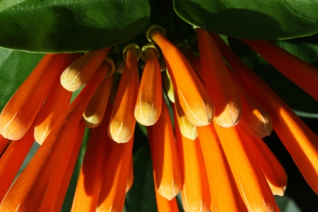 flame vine,Gran Canaria,Spainの写真素材