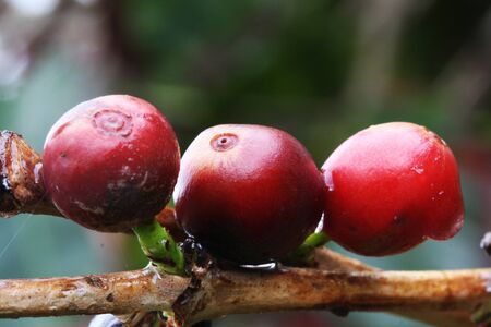 coffea arabica,Gran Canaria,Spainの写真素材