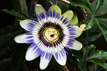 passion flower,Gran Canaria,Spainの写真素材