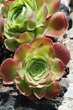 aeonium canariense,Gran Canaria,Spainの写真素材