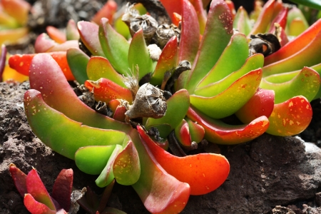 glottiphyllum linguiforme, Gran Canaria,Spainの写真素材