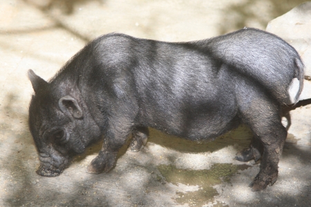 pot bellied pig,Gran Canaria,Spainの写真素材