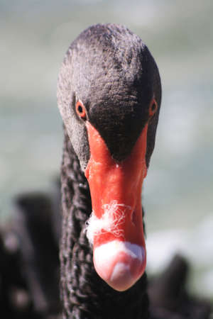 black swan,Gran Canaria,Spainの写真素材