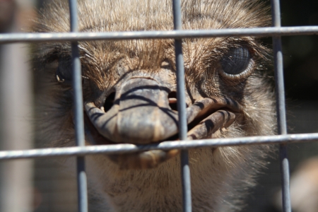 ostrich,Gran Canaria,Spainの写真素材