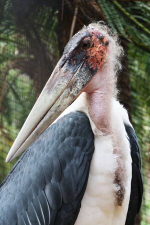 marabou stork,Gran Canaria,Spainの写真素材