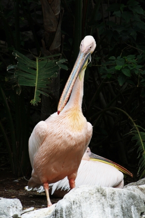great white pelican,Gran Canaria,Spainの写真素材