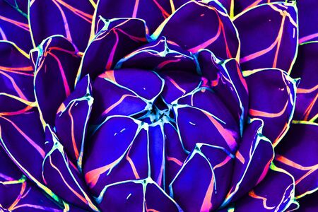 queen victoria agave,Gran Canaria,Spainの写真素材