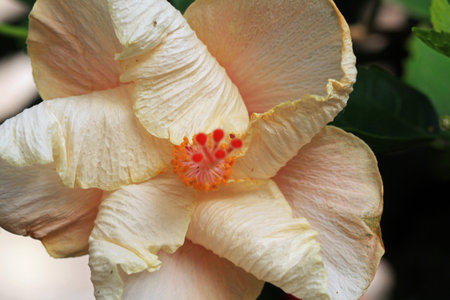 hibiscus,Gran Canaria,Spain