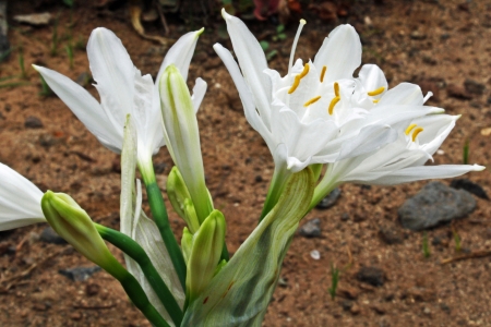 sea daffodil,Gran Canaria,Spainの写真素材