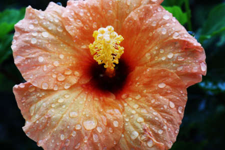 hibiscus,Gran Canaria,Spainの写真素材