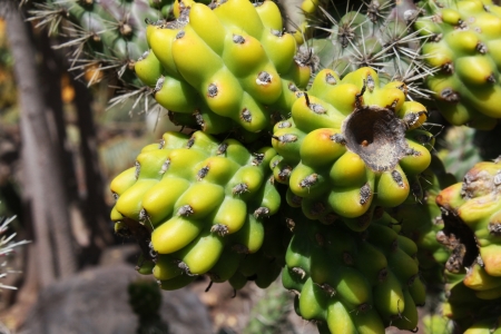 cactus cylindropuntia spinosior,Gran Canaria,Spainの写真素材