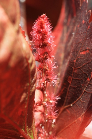 acalypha wilkesiana,Gran Canaria,Spainの写真素材