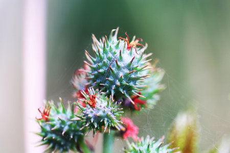 castor oil plant,Gran Canaria,Spain