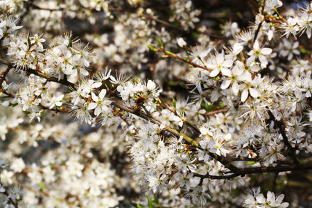 blackthorn,Gran Canaria,Spain
