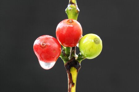 coffea arabica,Gran Canaria,Spainの写真素材