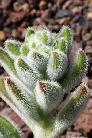 echeveria ciliata,Gran Canaria,Spainの写真素材