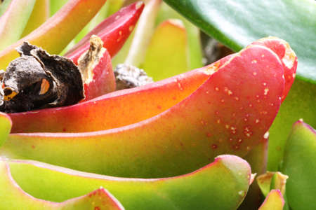 glottiphyllum linguiforme, Gran Canaria,Spainの写真素材