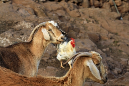 goat,Gran Canaria,Spainの写真素材