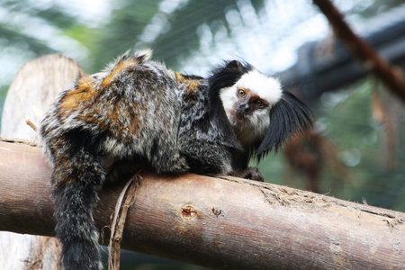 white-headed marmoset,Gran Canaria,Spain