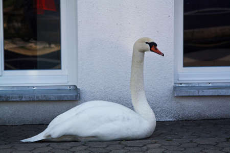mute swan,Gran Canaria,Spainの写真素材