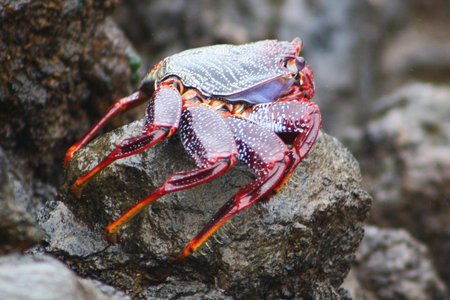 crab,Gran Canaria,Spain