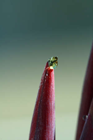 canna indica,Gran Canaria,Spainの写真素材