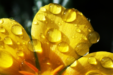 turnera ulmifolia,Gran Canaria,Spainの写真素材