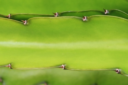 cactus hylocereus undatus,Gran Canaria,Spainの写真素材
