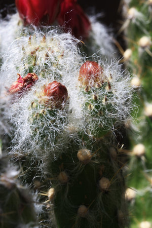 cactus austrocylindropuntia vestita,Gran Canaria,Spain