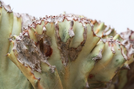 cactus austrocylindropuntia,Gran Canaria,Spainの写真素材