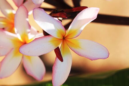 plumeria rubra,Gran Canaria,Spainの写真素材
