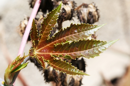 castor oil plant,Gran Canaria,Spainの写真素材
