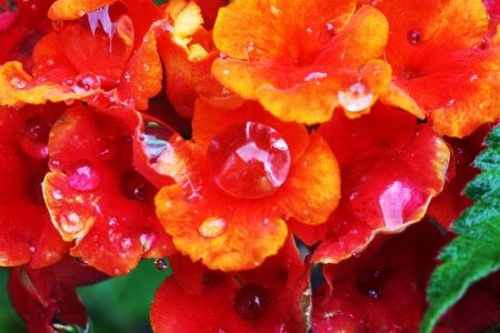 lantana camara,Gran Canaria,Spainの写真素材