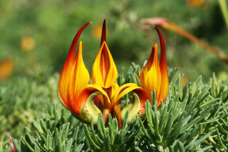 lotus maculatus
