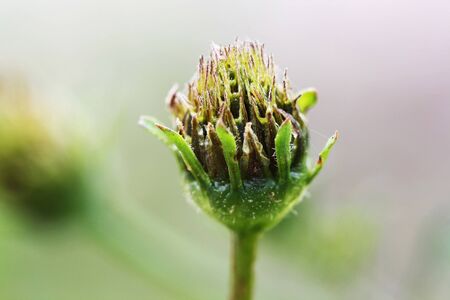 spanish needleの写真素材