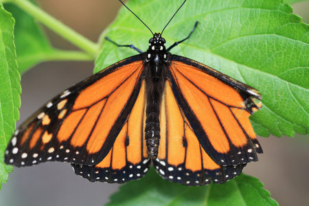 monarch butterfly,Gran Canaria,Spain