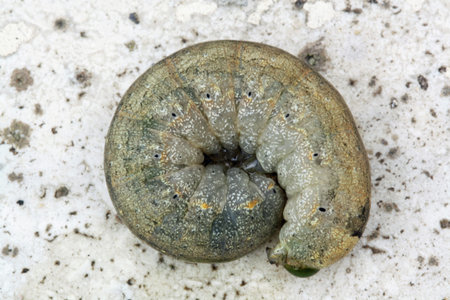 caterpillar,Gran Canaria,Spain