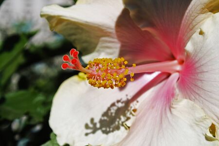 hibiscus,Gran Canaria,Spainの写真素材