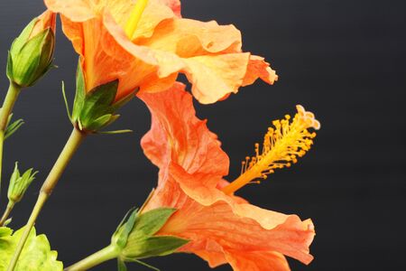 hibiscus,Gran Canaria,Spainの写真素材