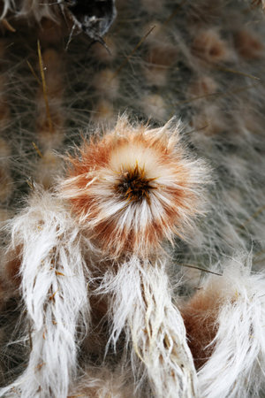 cactus cleistocactus strausii,Gran Canaria,Spain