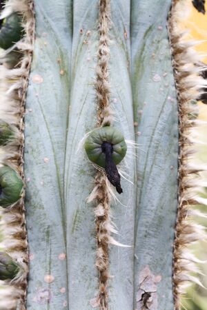 cactus pilosocereus pachycladus,Gran Canaria,Spainの写真素材