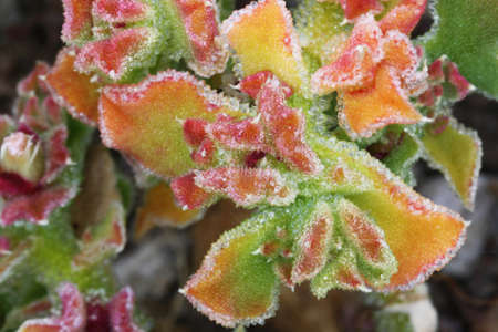 mesembryanthemum crystallinum,Gran Canaria,Spainの写真素材