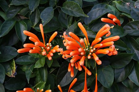 flame vine,Gran Canaria,Spainの写真素材