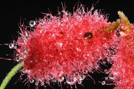 chenille plantの写真素材